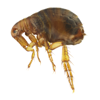 Flea control, proofing & removal by Isca Pest Control, Exeter, Devon