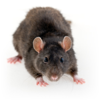 Rat control, proofing & removal by Exeter’s Isca Pest Control