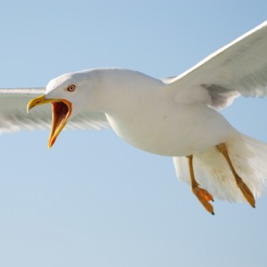 Angry Seagull flying over Exeter