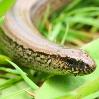 Slow Worms