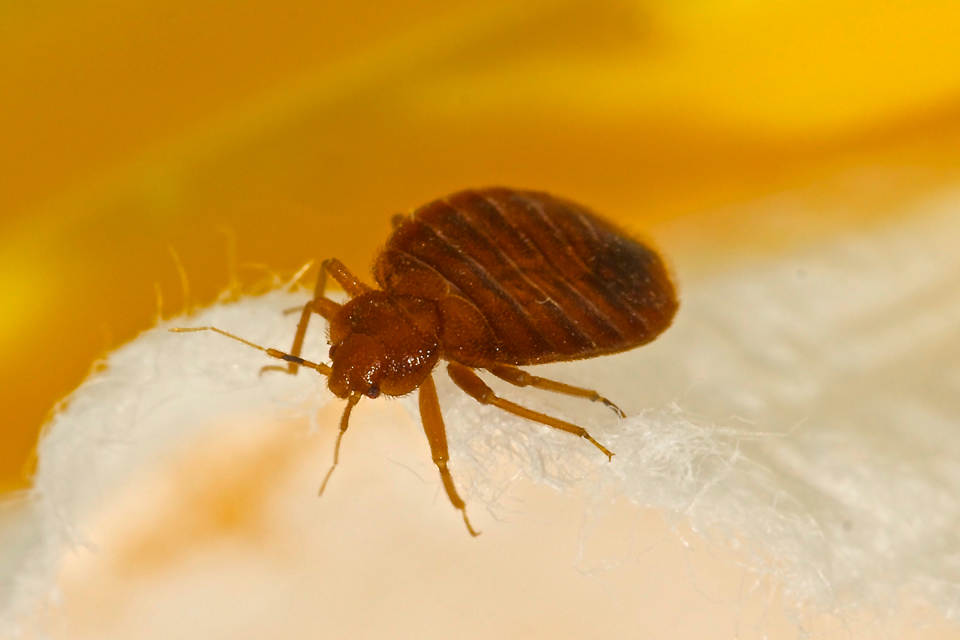 Pest Bed Bugs treatment by Isca Pest Control Exeter
