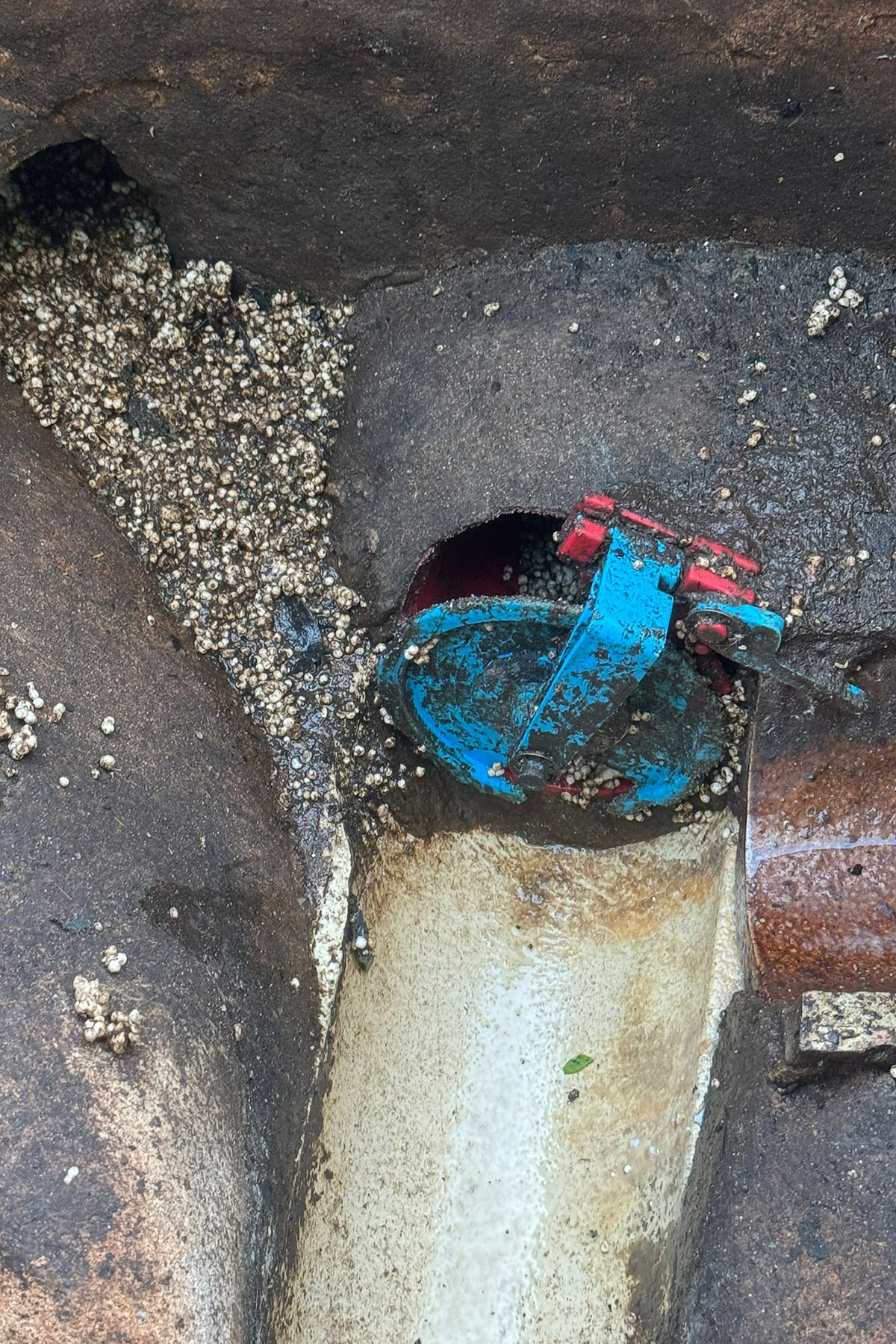 Isca Pest Control - Pay cheap, pay dear - poor pest control of rats with cheap products used in drains