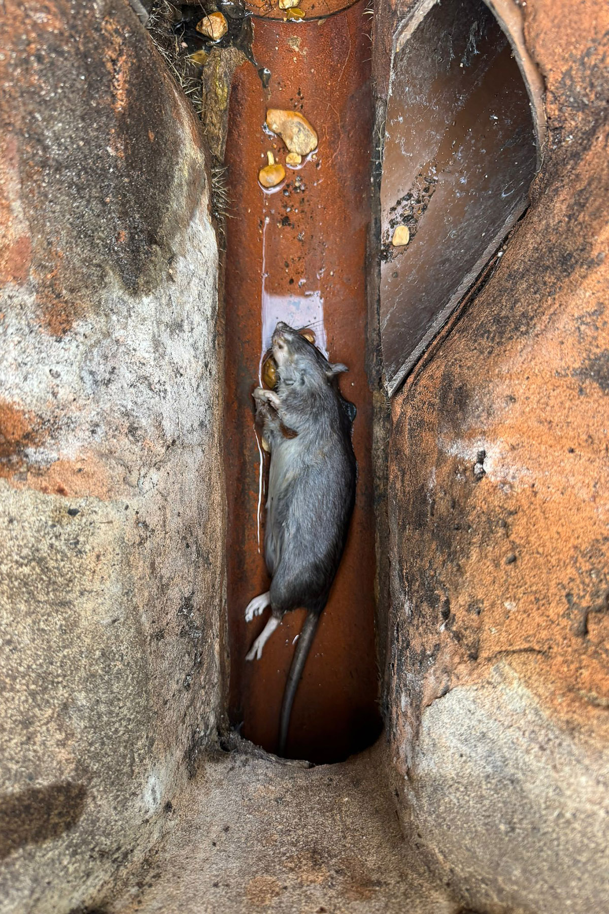 Isca Pest Control - rodent rat control in drains