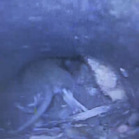 The Underground Invaders: How Rats Are Using Your Drains to Enter Your Home