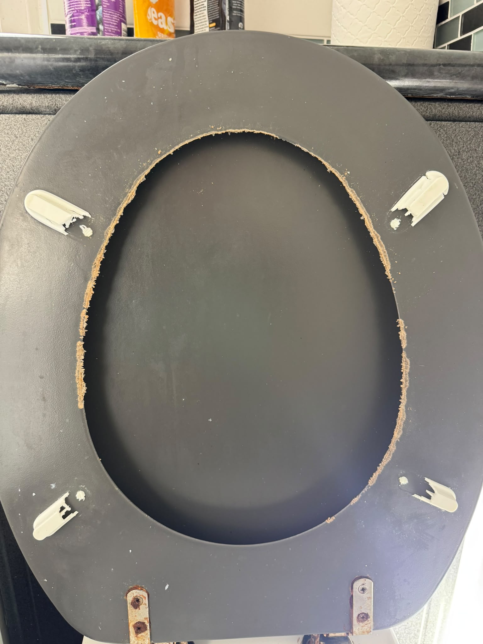 Toilet seat chewed by rats